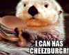 Otter with Cheeseburger