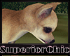 !SCountry Chihuahua