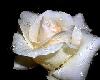 *CG* Elagent White Rose