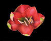 Coral Tulip Flower