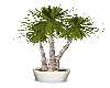 White Potted Palm Tree