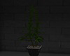 Weed Plant