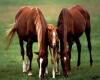 Horse Family