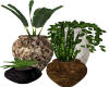 4 Potted Plants