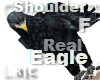 R|C Eagle Black F