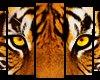 Tiger Eyes Picture