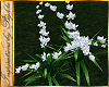 I~Spring Lily*White