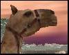 Egyptian Camel- Animated