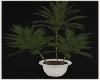 POTTED PLANT ll