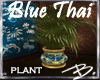 *B* Blue Thai Stout Palm