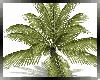 Di* Tropical Beach Palm