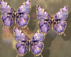 Clara Butterfly animated