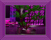 purple passion plant