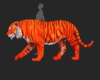 ☢ Ani Tiger Sunfire