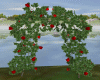 Red  Roses  Arch