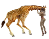 Baby Giraffe Interacts