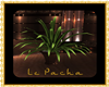 [A] le Pacha plants 2