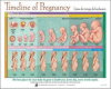 SD Stages of pregnancy