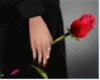 Red Rose Hand -R