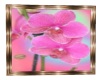 Framed Pink orchid Pic