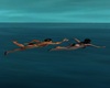 COUPLE FREE SWIM SPOTS