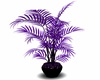 Purple Willow