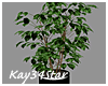 Leafy Ficus Plant Tree