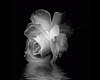 Ripple Rose - White
