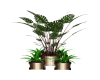Lg Potted Plant