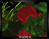 Roses Love Red