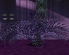 Purple Fan Plant