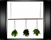 Private Home Hang Plants