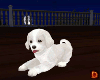 {DP} Cute White Puppy