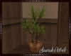 MesaCountry Yucca Plant