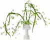 Planta Exotica