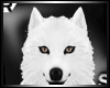 White wolf dog
