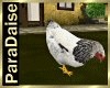 PD (RR) Animated Hen