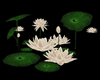 Zen Water Lily