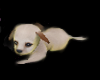 [iDS] Puppy