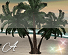 {A} Palm Tree