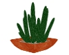 ~Native Cactus~