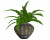 Potted Fern 6