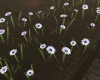 White 3D Flowers