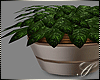 SC: Potted Plant 1 DR