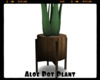 *Aloe Pot Plant