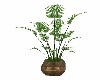 POTTED  PALM  PLANT