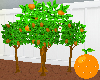 Orange Trees Mini