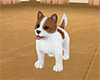 Jack Russell (Pet - F)