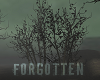 Forgotten Trees