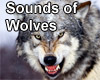 Sounds of the wolf